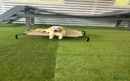 Golden Retriever dogs for sale: Advanced trained golden retriever  - Image 4