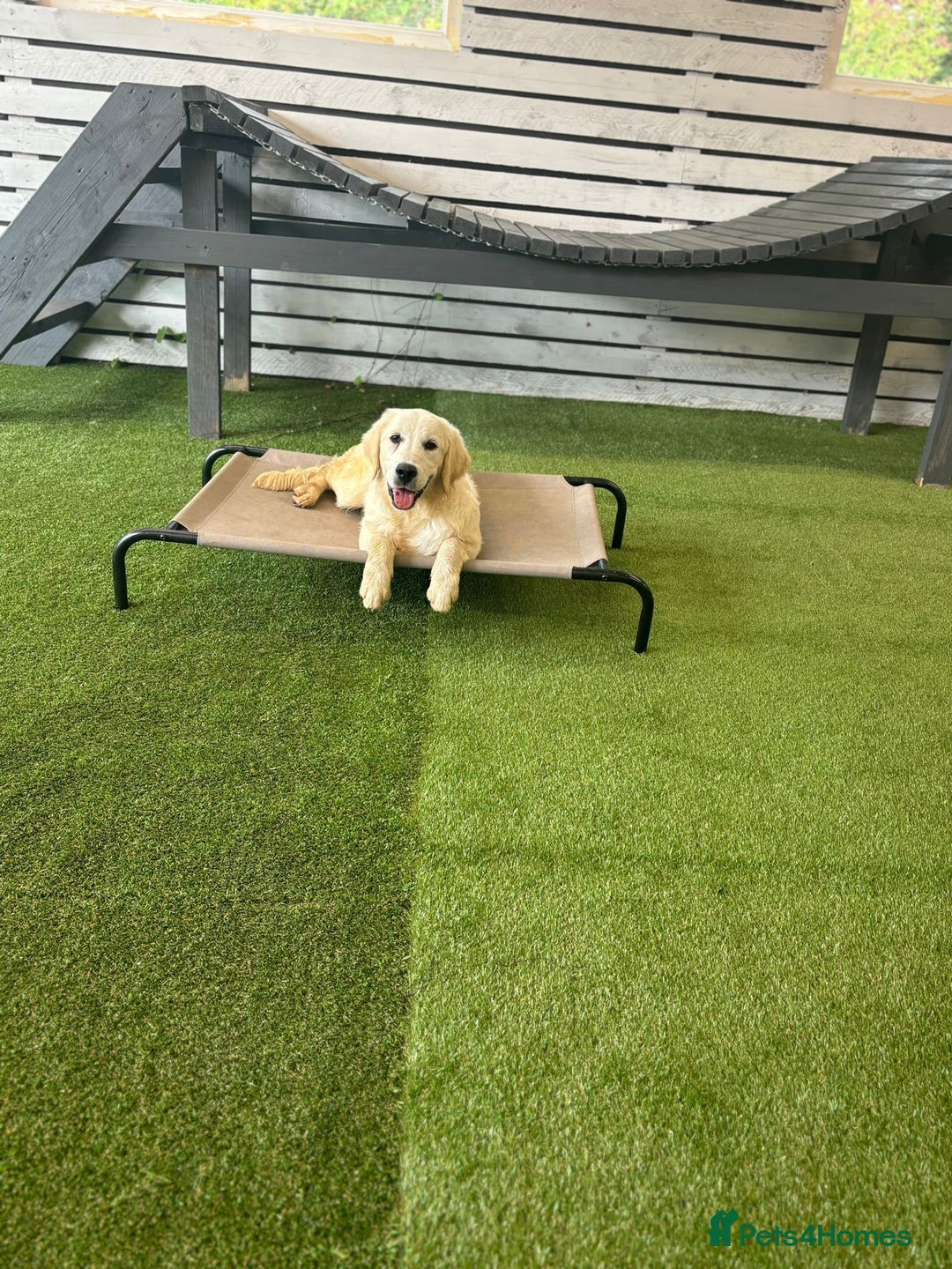 Golden Retriever dogs for sale: Advanced trained golden retriever  - Image 4