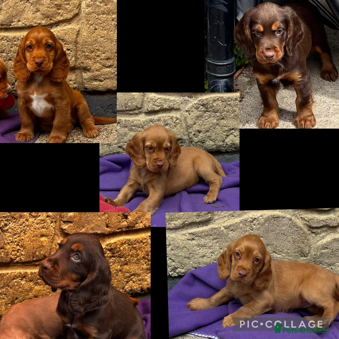 Cocker Spaniel dogs for sale: Cocker spaniel puppies - Advert 1