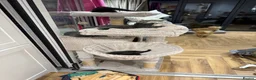Mixed Breed cats for sale: Gorgeous grey kittens  - Advert 2