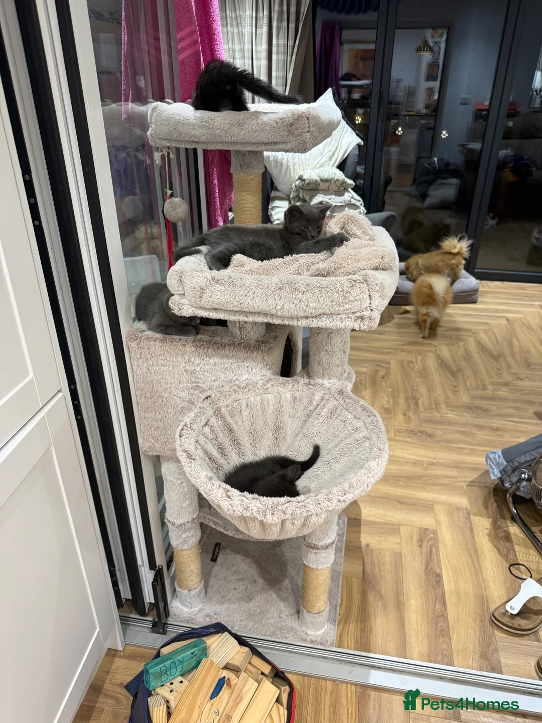 Mixed Breed cats for sale: Gorgeous grey kittens  - Advert 2