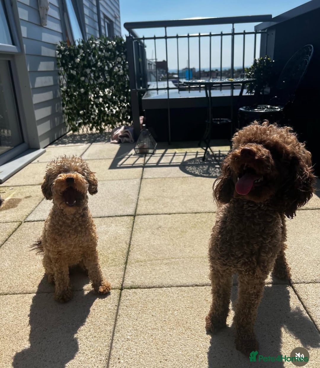 Miniature Poodle dogs for sale: MARLE miniature poodles - Image 9