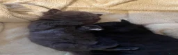 Mixed Breed cats for sale: Female kittens - Advert 5