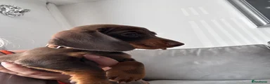 Miniature Dachshund Puppy 5