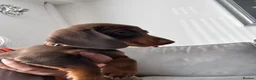 Miniature Dachshund dogs for sale: Miniature KC  dachshund puppies - Advert 21