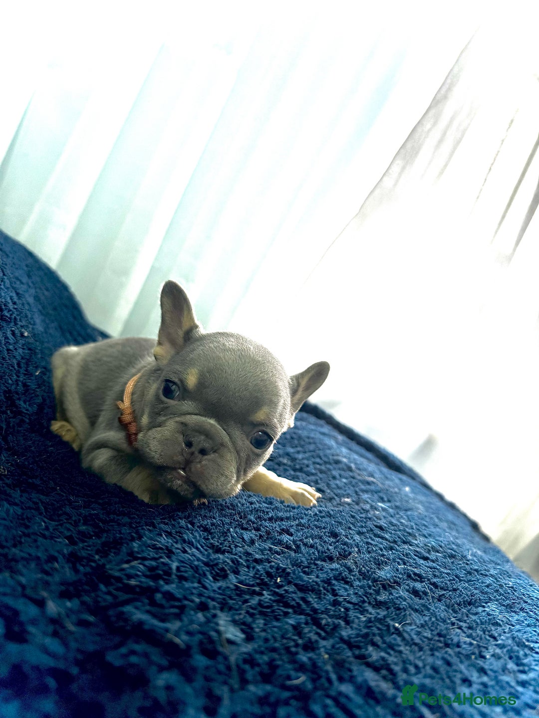 French Bulldog dogs for sale: KC Fluffy Carriers Isabella French Bulldogs puppy - Image 27