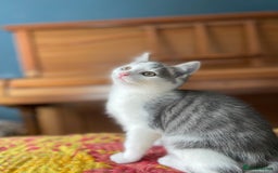 Domestic Shorthair cats for adoption: 3 kittens looking for a home TOGETHER - Image 1