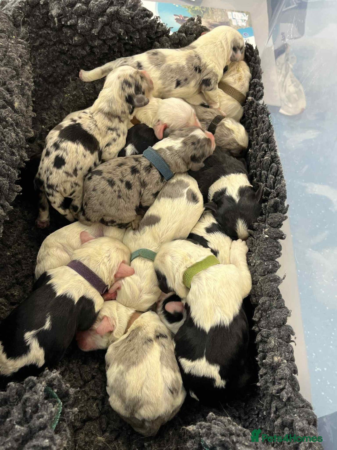 Sheepadoodle dogs for sale: unique midi sheepadoodle babies - Image 1