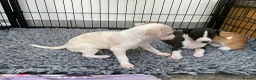 Italian Greyhound dogs for sale: Gorgeous Italian greyhound puppies  - Advert 26