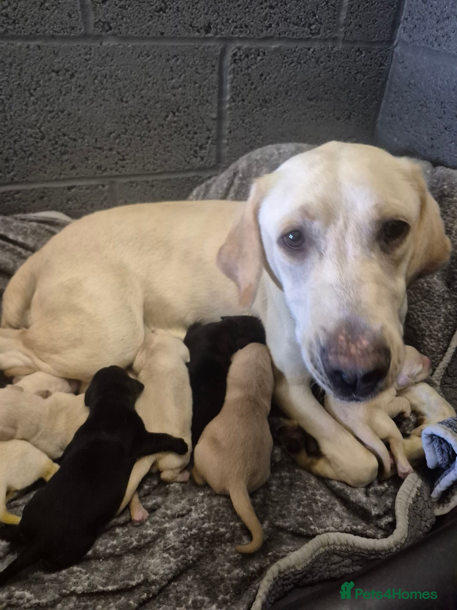 Labrador Retriever dogs Gorgeous Labrador Retriever Puppies  - Advert 2