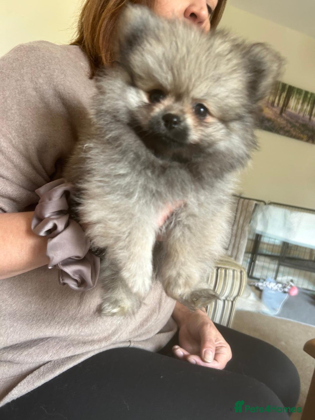 Pomeranian dogs for sale: KC Reg 5⭐️Poms champions & Russian bloodline  - Advert 20