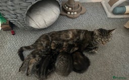 Mixed Breed cats for sale: Beautiful tabby kittens - Image 2