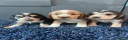 Cocker Spaniel dogs for sale: 💙 Exceptional show type health tested boys 💙 - Advert 3