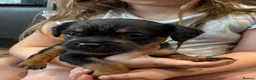 Mixed Breed dogs for sale: Last boy available - Floodle puppies - Advert 23