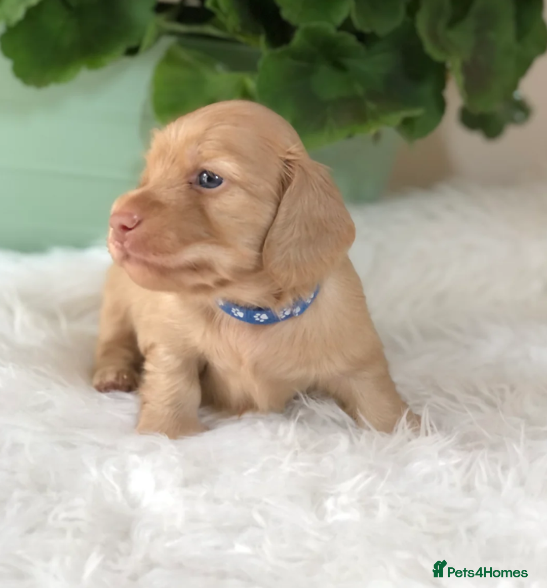 Miniature Dachshund dogs for sale: Cream Miniature Long-Haired Dachshund Puppies - Image 4