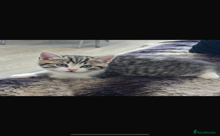 Bengal cats - Advert 1