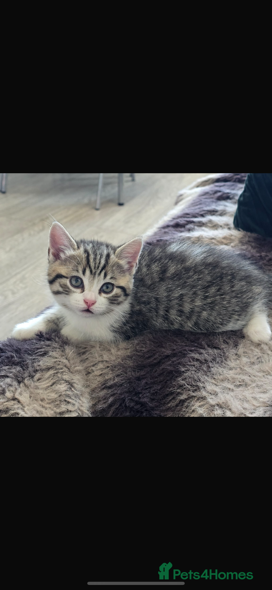 Bengal cats for sale: KITTENS READY TO GO!!!💓🐈🏡 - Image 1