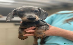 Dachshund dogs for sale: 2 Beautiful miniture dachshunds left  - Image 18