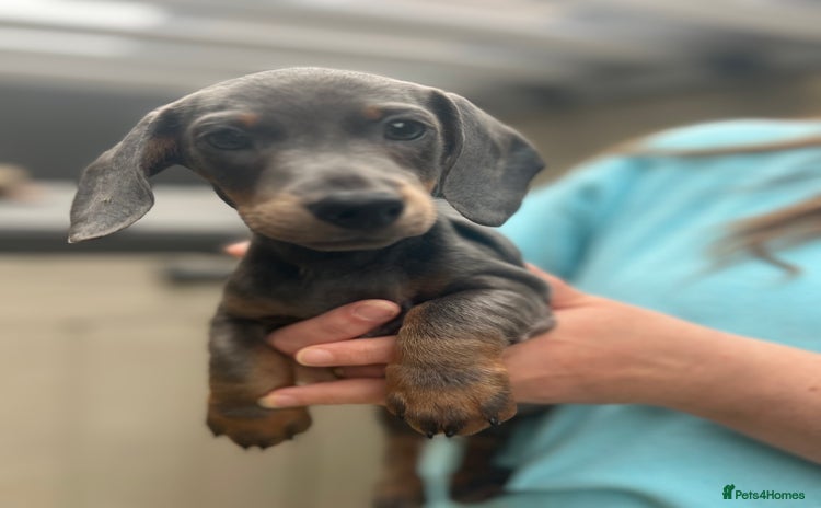 Dachshund dogs - Advert 1