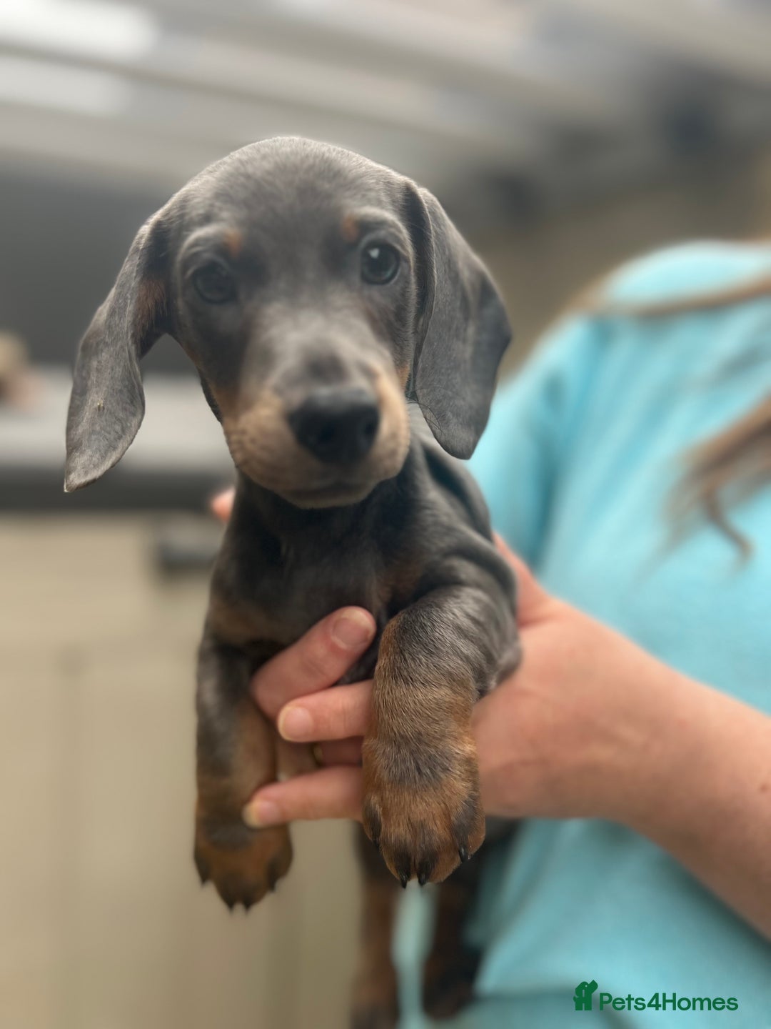 Dachshund dogs for sale: 2 Beautiful miniture dachshunds left  - Image 18