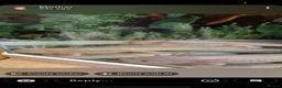 Axolotl reptiles for sale: 3 axolotls  - Advert 3