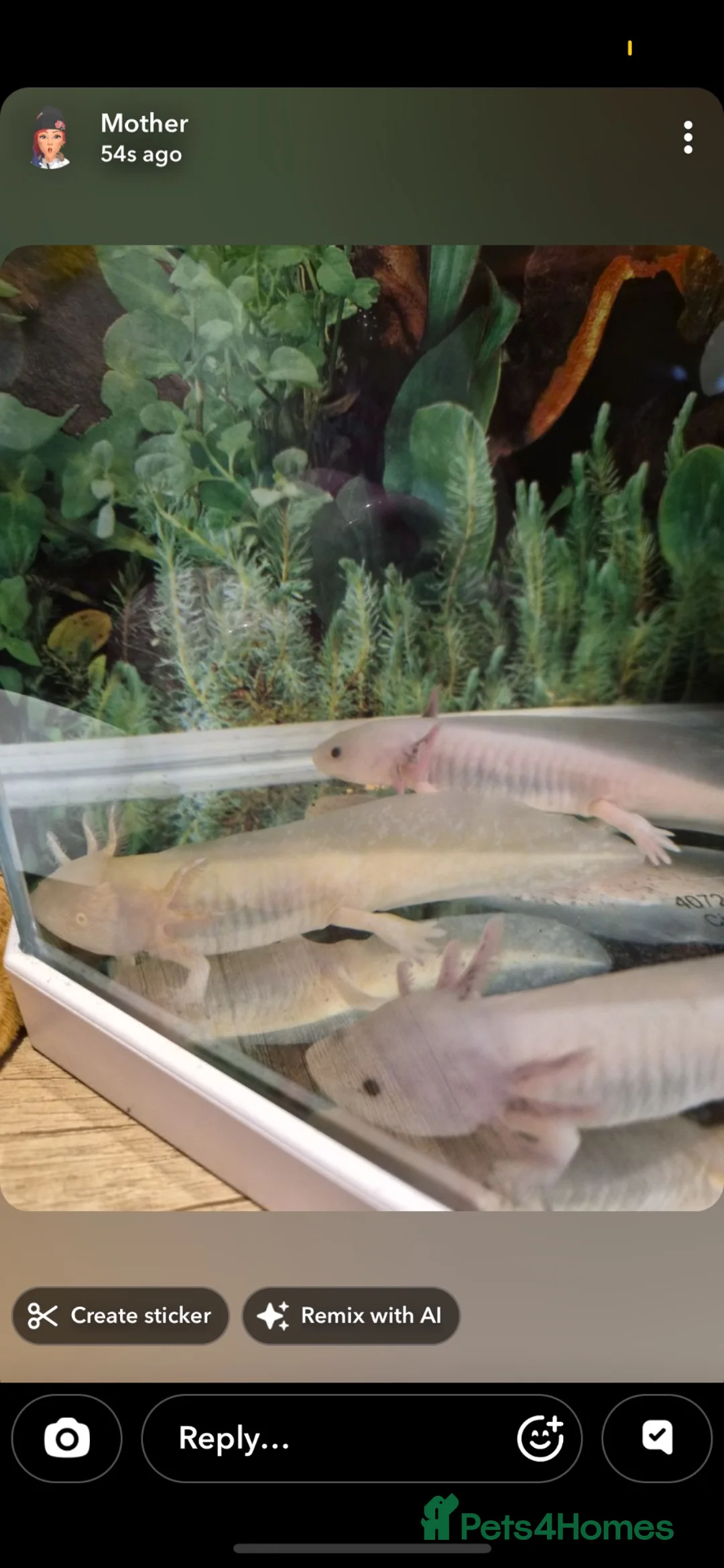 Axolotl reptiles for sale: 3 axolotls  - Advert 3