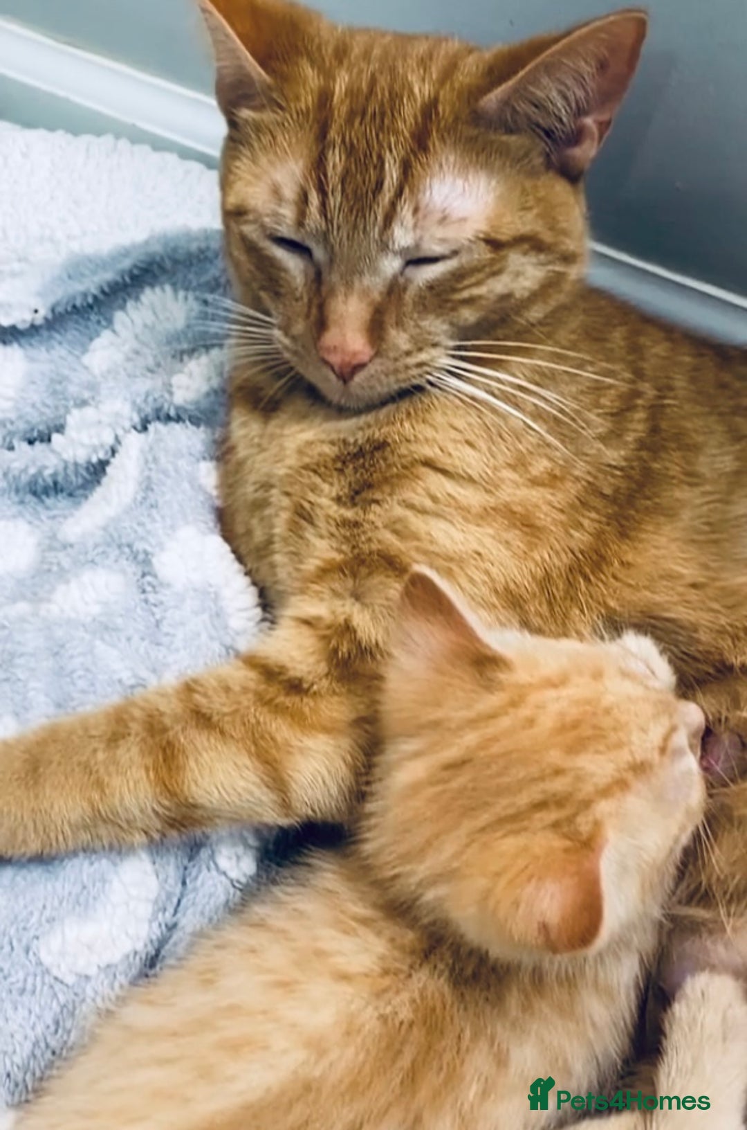 Mixed Breed cats for sale: Super gorgeous cream Bengal Ragdoll kittens ready - Advert 5