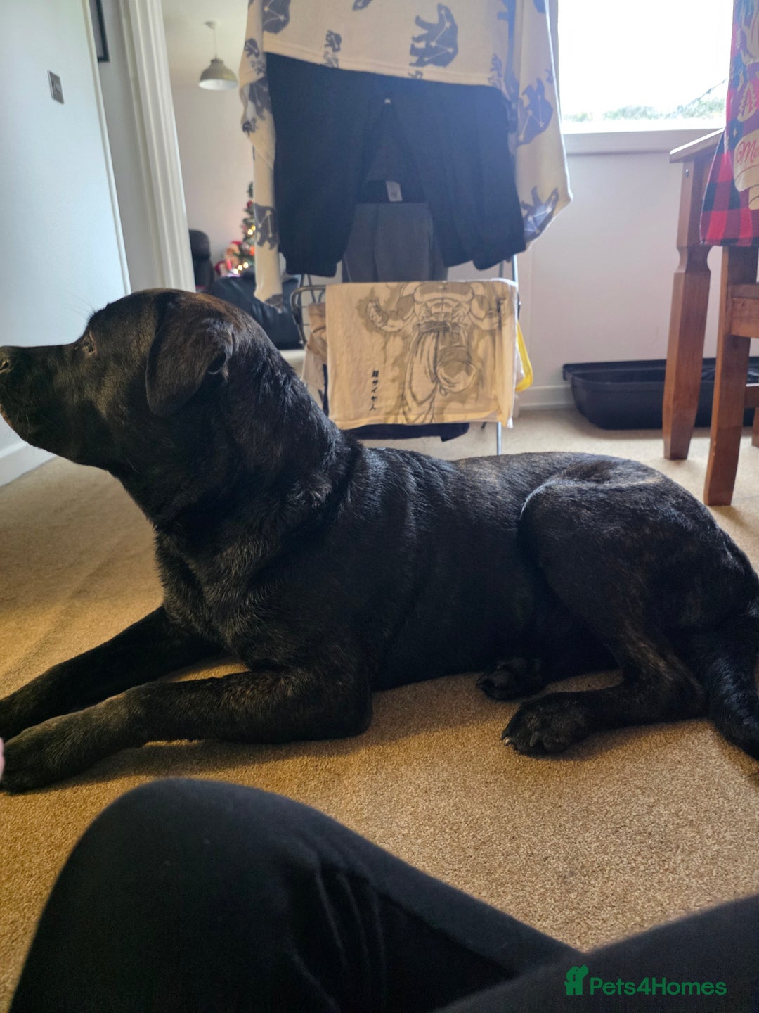 Mixed Breed dogs for sale: Cane Corso x presa canario  - Advert 4