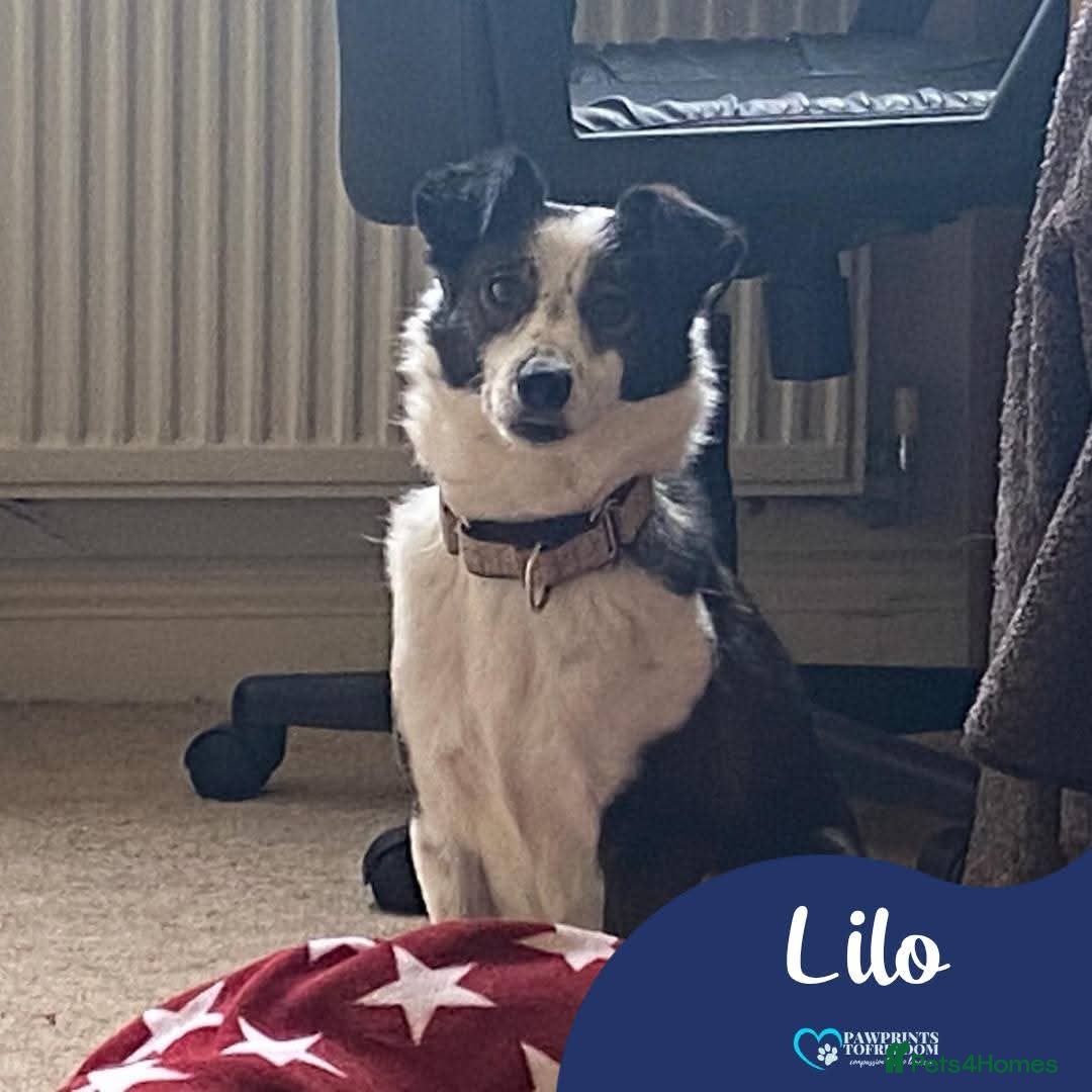 Mixed Breed dogs Meet Lilo, currently residing in Hampshire  in Hayling Island - Advert 1