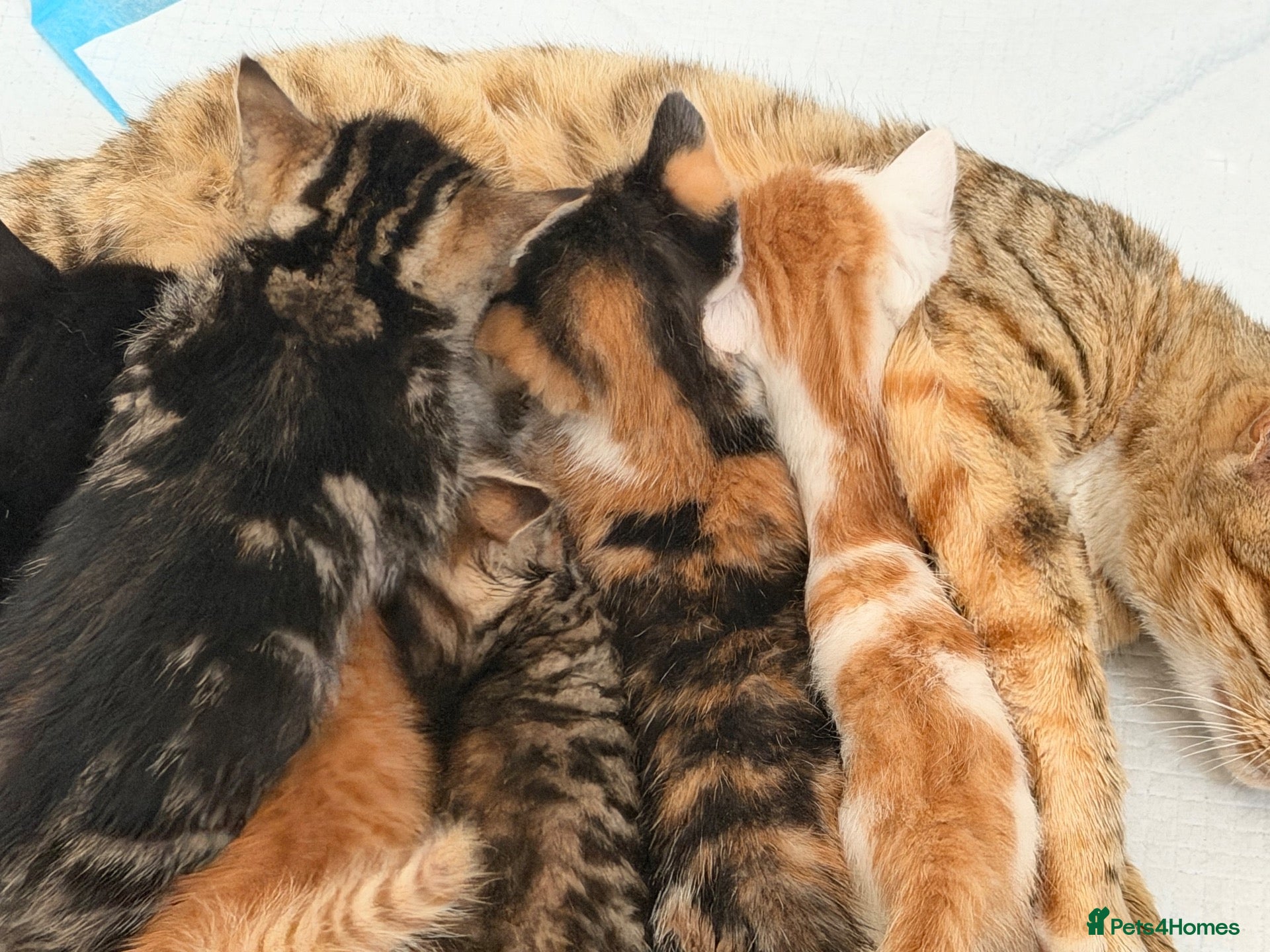 Bengal cats Bengal Mix Kittens - Advert 11