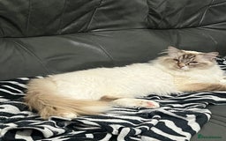 Ragdoll cats for sale: male ragdoll pedigree  - Image 2