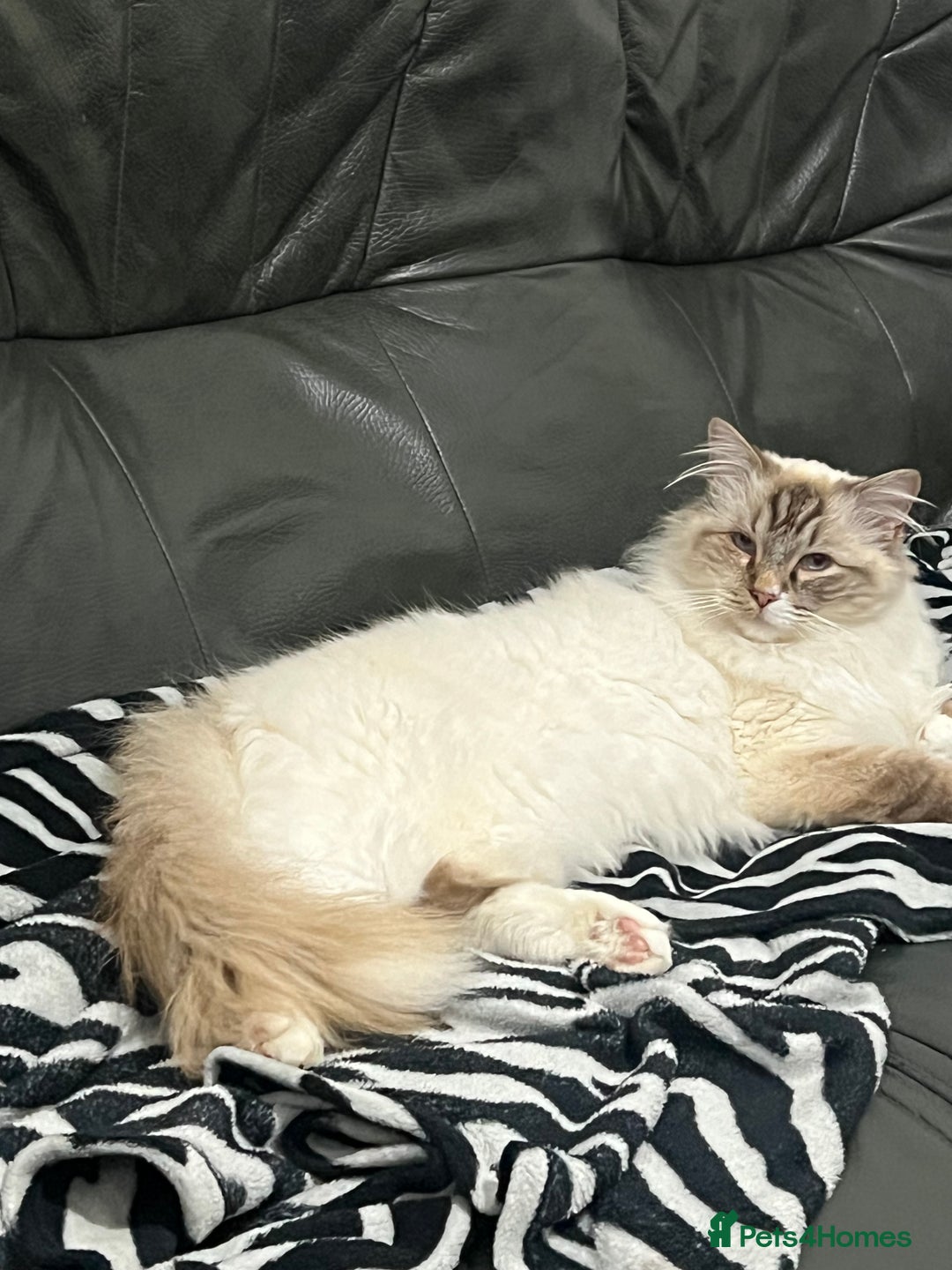 Ragdoll cats for sale: male ragdoll pedigree  - Image 2
