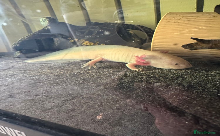 Axolotl reptiles - Advert 1