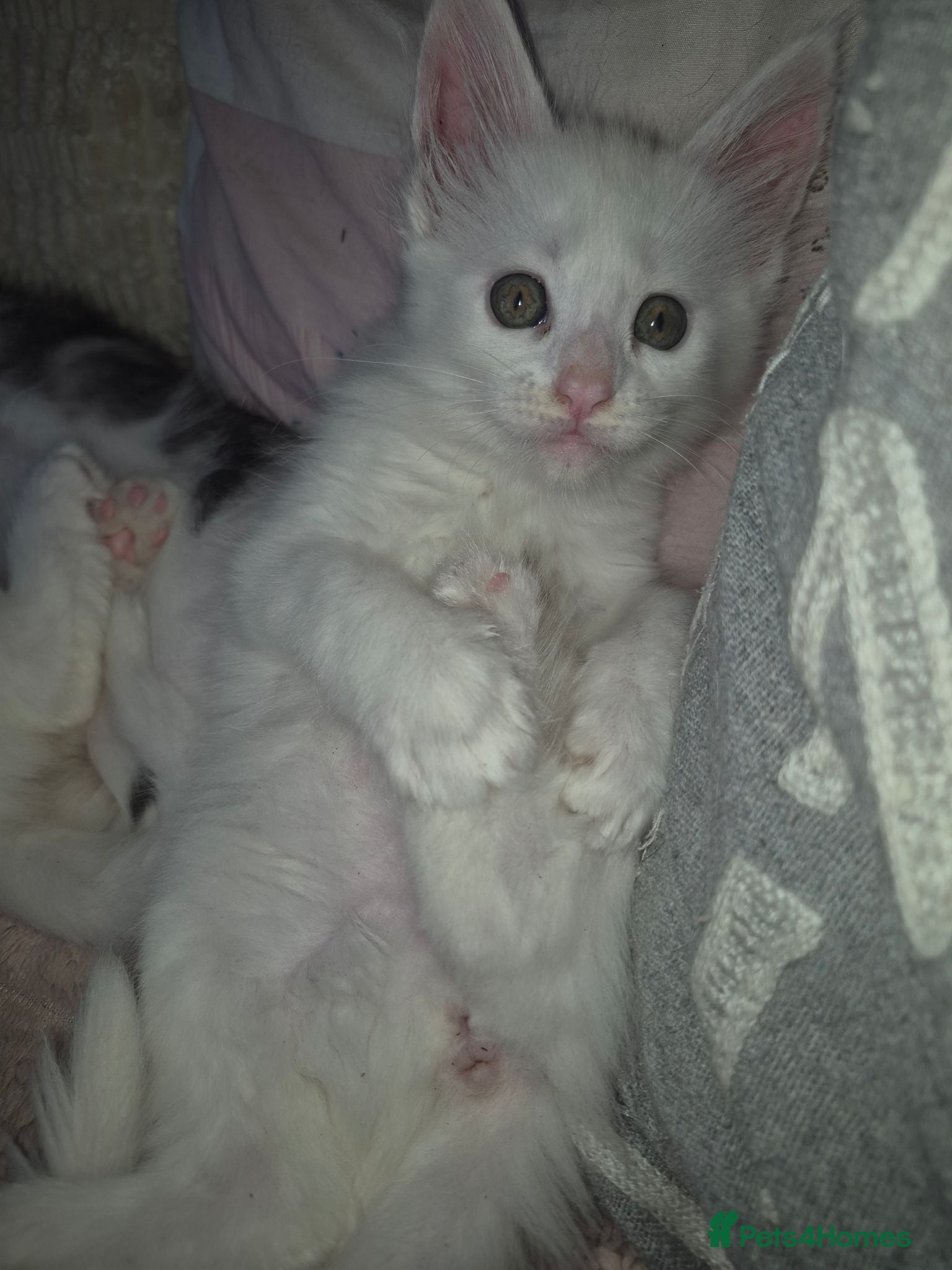 Maine Coon cats Beautiful Maine Coon baby floofs - Advert 2