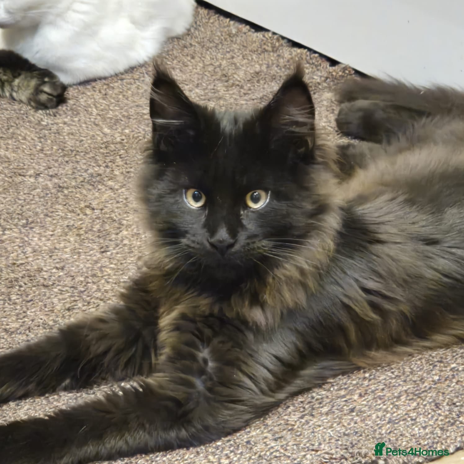 Maine Coon cats Maine Coons XL - Advert 3