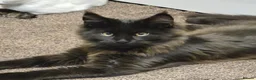 Maine Coon cats for sale: Maine Coons XL Active - Advert 2