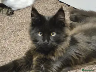 Maine Coon cats Maine Coons XL - Advert 1