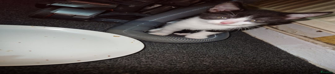 British Shorthair Kitten 1