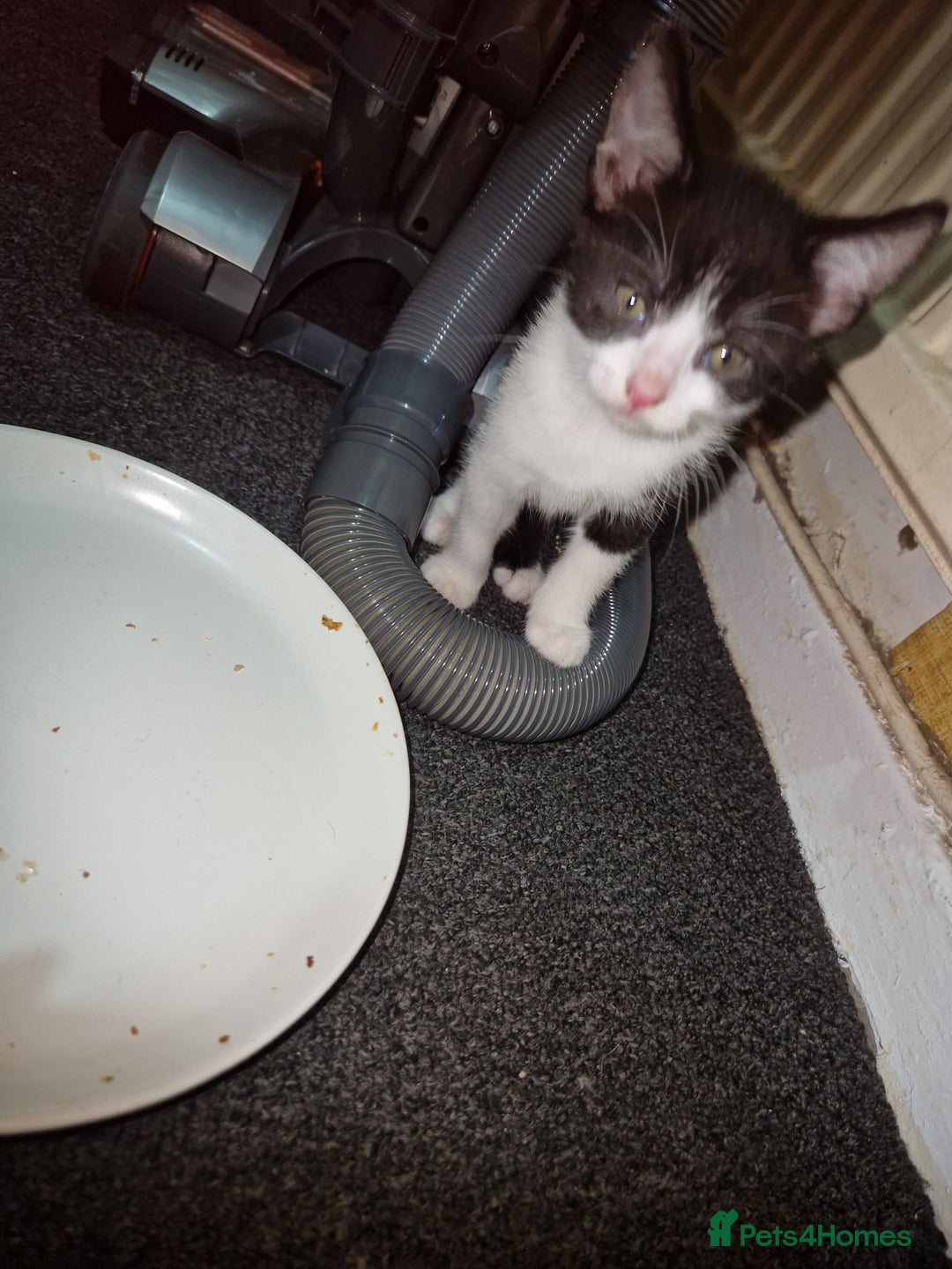 British Shorthair cats for sale: 4 kittens available to go now - Advert 2