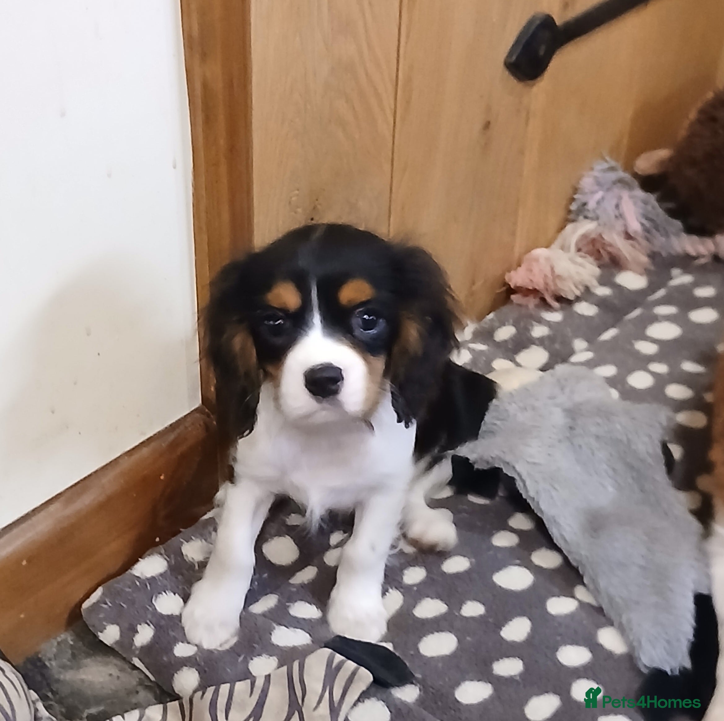 Cavalier King Charles Spaniel dogs Beautiful last BOY - Advert 2
