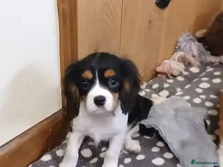 Cavalier King Charles Spaniel dogs Beautiful last BOY - Advert 2