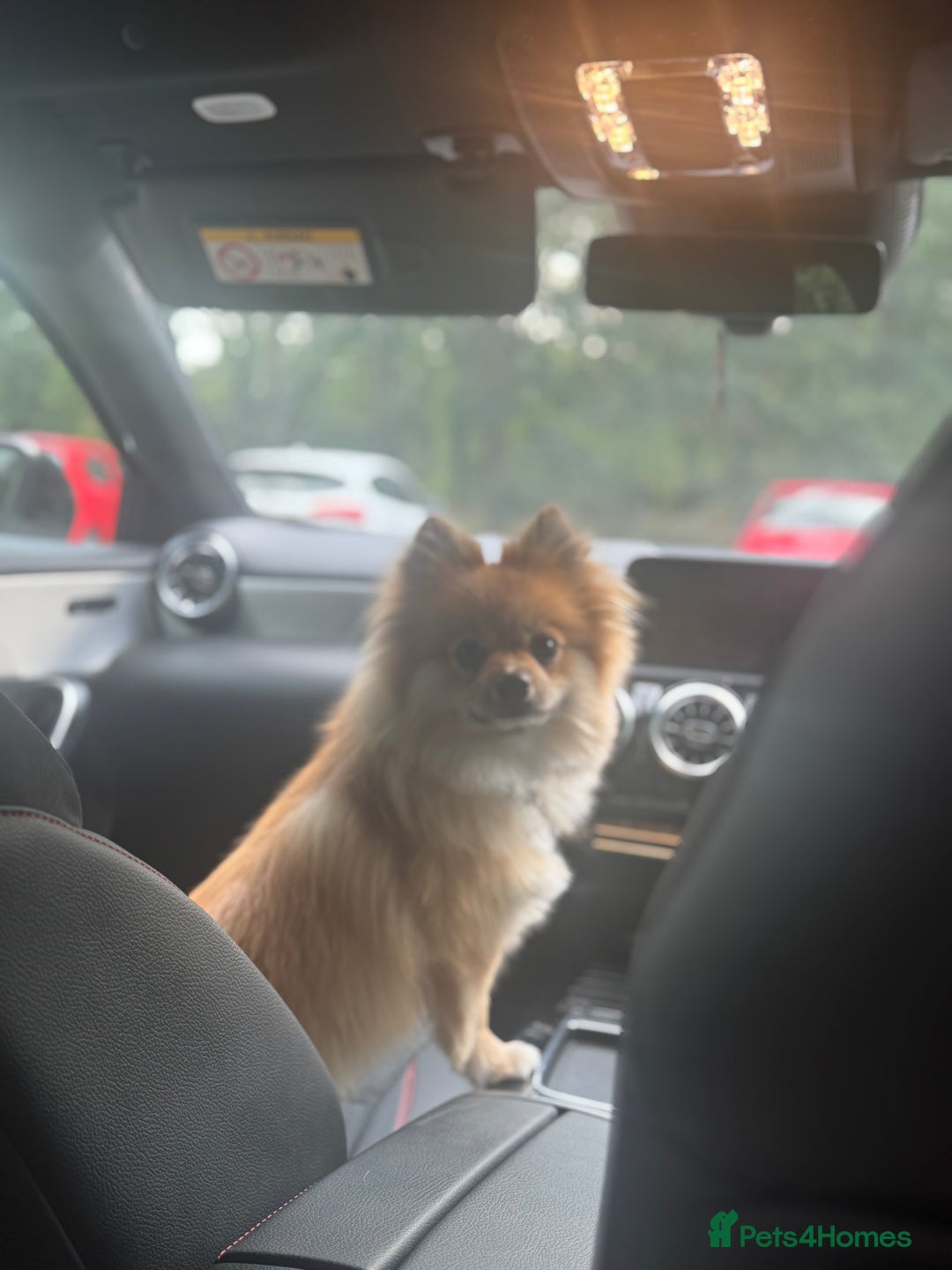 Pomchi dogs for sale: Male pomchi looking for his forever home ❤️ - Advert 3