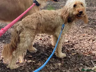 Goldendoodle dogs Golden Doodles (miniatures) - Advert 1
