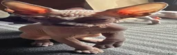 Sphynx cats for sale: Sphynx kittens in Milton Keynes - Advert 12