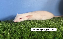 Rat rodents for sale: Baby Rats Girls Female Dwarf  - Image 4