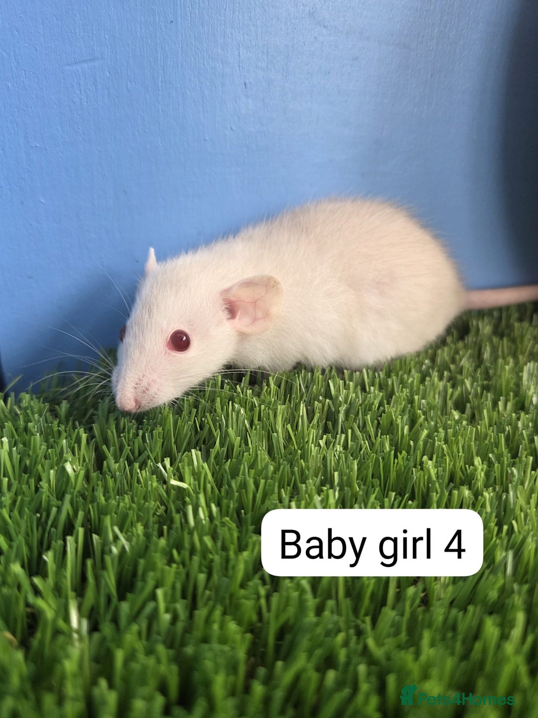 Rat rodents for sale: Baby Rats Girls Female Dwarf  - Image 4