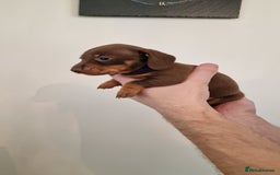 Dachshund dogs for sale: Miniature Smooth Haired Dachshund Puppies - Image 14