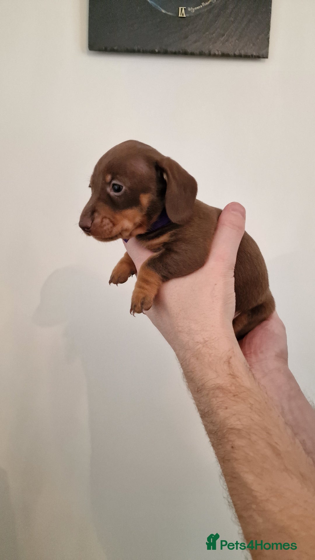 Dachshund dogs for sale: Miniature Smooth Haired Dachshund Puppies - Image 14