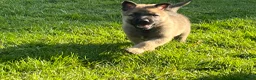 German Shepherd dogs for sale: Fantastic Working Line GSD Puppies  - Advert 9