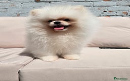 Pomeranian dogs for sale: Pure white Korean Pomeranian in Nottingham - Image 12
